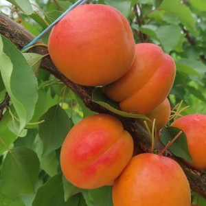 Абрикос Муса