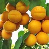Абрикос Уралец