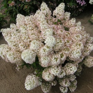 Саженец гортензии метельчатой Бобо (Bobo)