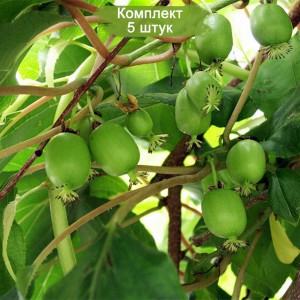 Саженцы актинидии женской Оригинальная -  комплект 5 шт.