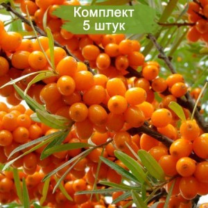 Сеянцы облепихи (до 30 см) -  комплект 5 шт.