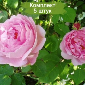 Саженцы английской розы Констанс спрай (Constance Spry) -  комплект 5 шт.