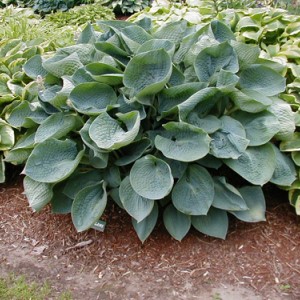 Саженец хосты Элеганс ( Elegans)