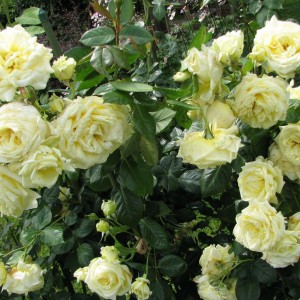 Саженец плетистой розы Эльф (Elfe)