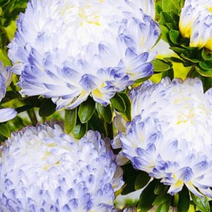 Саженец астры бело-голубой