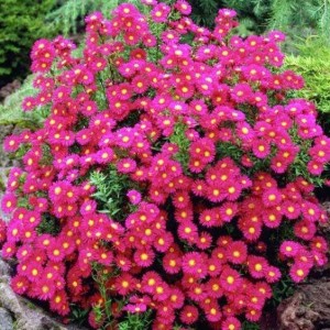 Астра новобельгийская Ред