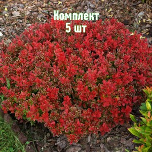 Комплект 5шт / Барбарис Адмирейшн