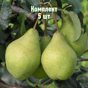 Комплект 5шт / Груша Орловская летняя