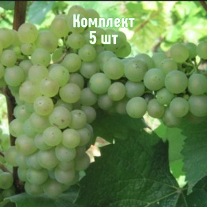 Комплект 5шт / Виноград Алиготе