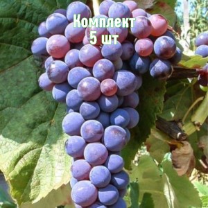 Комплект 5шт / Виноград Башкирский