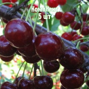 Комплект 5шт / Вишня Ливенская